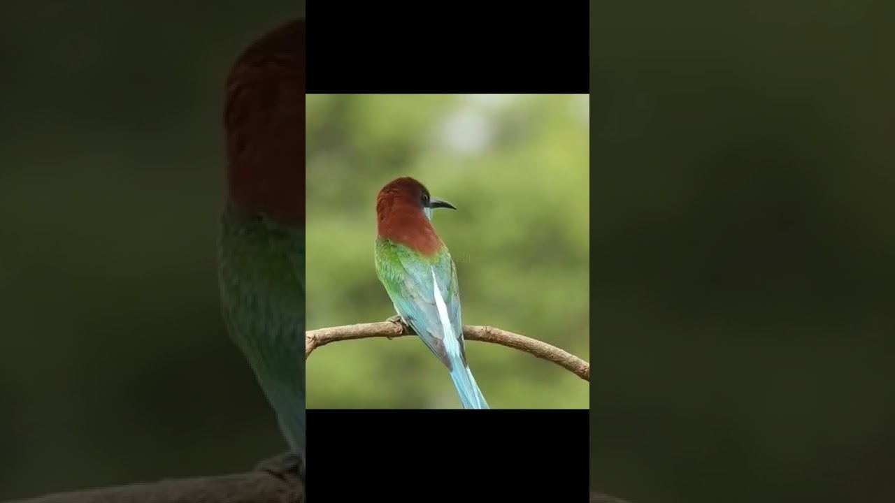 Blue-throated Bee-eater Hunting