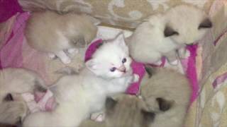 Ragdoll kittens  third week