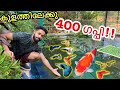 കടയിലെ മുഴുവൻ ഗപ്പിനേം മേടിച്ചു!!! | Bought 400 Fishes