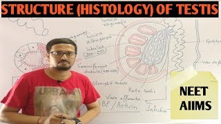 STRUCTURE / HISTOLOGY OF TESTIS (human reproduction)