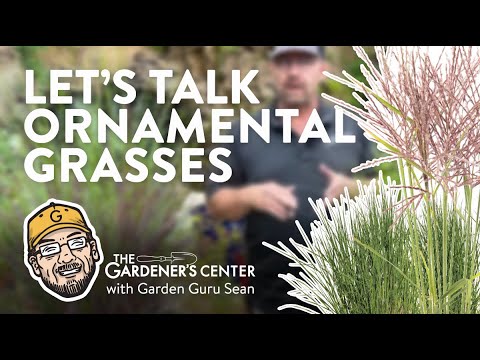 Vídeo: Beachgrass para paisagismo - Aprenda sobre o cultivo de Beachgrass