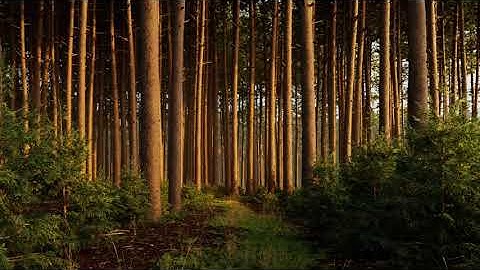 Pine forest 3d environment: Maya, Arnold & Nuke