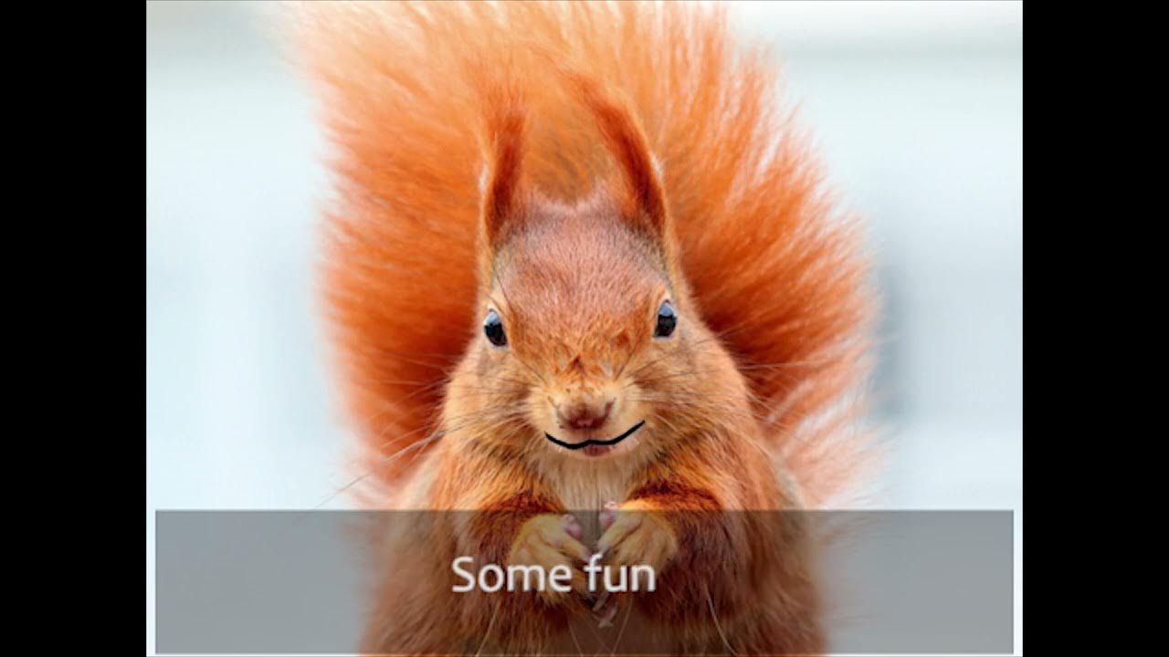 Squirrels Just Want To Have Fun YouTube