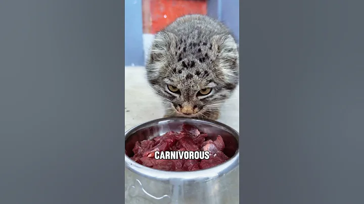 Video 11634991: manul cat, cat animals facts, wild cat, cat animal fun