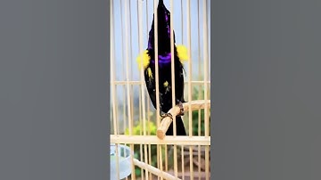 Bảo sao giờ lại hót, Hút mật tía ô