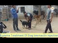 dog Eczema Treatment,  dog &amp; goat meetingg frist time it&#39;s Amazing video 10 September 2021