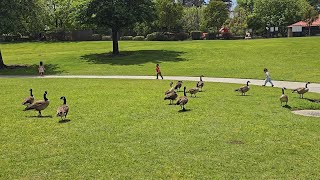 Bird Watching Samsung Galaxy S24 Ultra 4K 60FPS #birdwatching Fresno,CA 559