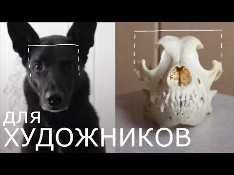 Видео: Собачья анатомия, модель и определение - Карты тела