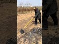 Easy Weeding with No Bend Over: The Ultimate Roller Mower
