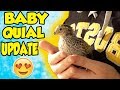 UPDATE ON MY BABY QUIALS I HATCHED FROM THE GROCERY STORE | NICOLE SKYES