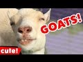 Funny Goat Videos Compilation 2016 | Kyoot Animals