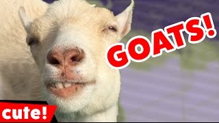 Funny Goat Videos Compilation 2016 | Kyoot Animals