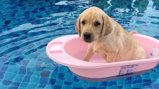 Funny Dogs Love Swimming - Puppy Videos 2018