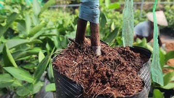 Mận xanh đường sóc trăng, Mận MST ( hồng sóc trăng ). mận giống kinh tế cao #caygiong #manmst