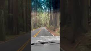 Redwood 🌲 Forest Drive #Shorts #Redwoodforest #Trees