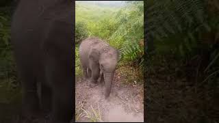lucunya gajah ngambek gak bisa jangkau mahoutnya di bukit.. 😅😆