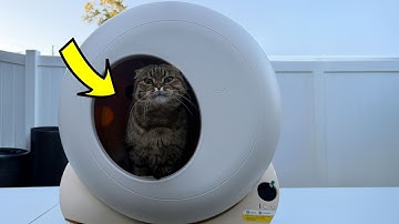 Automatic Cat Litter Box Review...Worth the $$$?