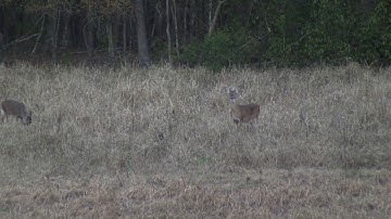 Hammering a doe with a .243 and 80 grain TTSX Barnes