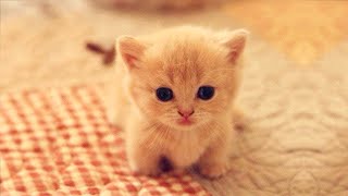 🐧🐬Cute Pets And Funny Animals Compilation 🐬🐧