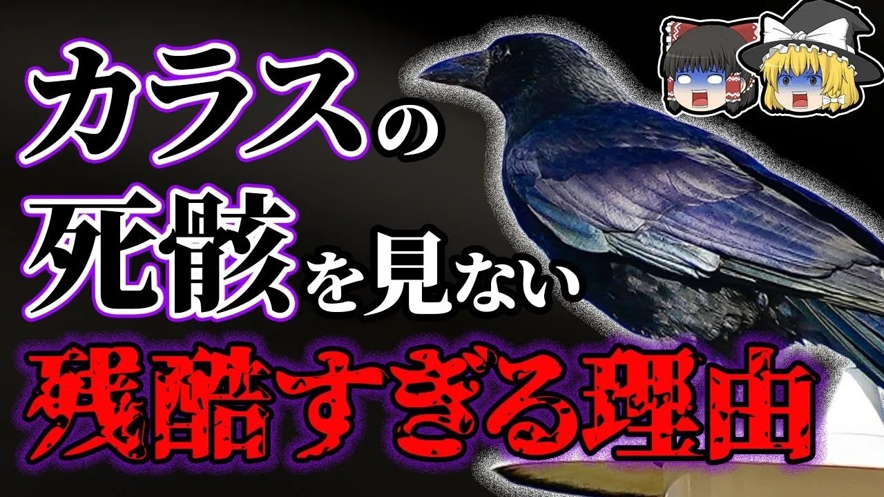 【ゆっくり解説】なぜカラスの死骸を見ることはないのか?残酷な理由を解説!!カラスの習性特殊すぎる…! - YouTube
