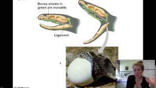 Famous 23.4 Natural Selection and Adaptive Evolution Part I Profile