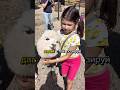 ПОСТРИГЛИ ЛАМ как пуделей #animals #лама #альпака
