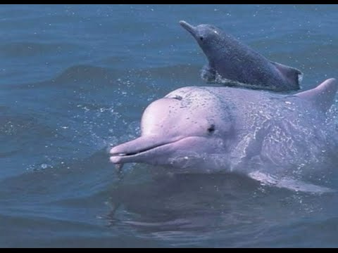 Chinese White Dolphin Appears in River in South China Foshan City