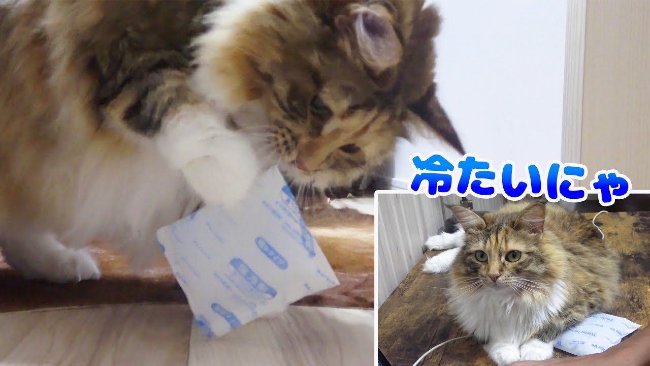 長毛種の猫に保冷剤わたしたら大満足してくれた マロンの声あり Youtube