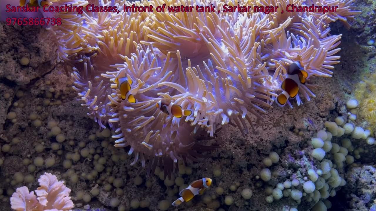 Living And Non Living Things Hindi YouTube living-and-non-living-things-hindi-youtube