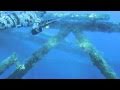 SPEARFISHING OIL RIGS