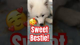 Whos Your Sweet Bestie?