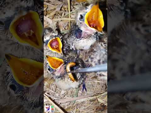 Video: Trồng hoa chim sơn ca - Thông tin về thời điểm trồng chim sơn ca