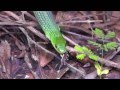 Natal green snake philothamnus natalensis eating frog