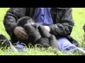 Lucky Ihirwe, the Rescued Baby Mountain Gorilla