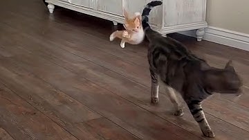 Insane Cats