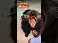 Watch how this binturong crushed an egg like munchies.#viral #animals #trending #fyp #foryou
