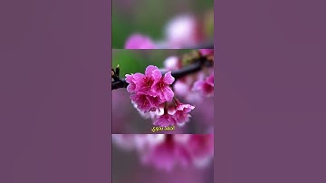 ألم تر كيف ضرب الله مثلا كلمة طيبة كشجرة طيبة أصلها ثابت وفرعها في السماء ـ سورة إبراهيم #قرآن