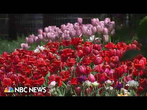 Southside blooms bringing flowers and opportunity to chicago's vacant lots