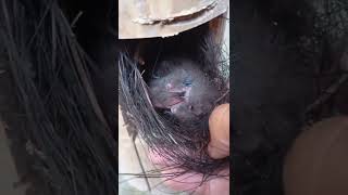 Download Lagu Panen anakan tledekan gunung MP3