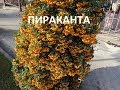 ПИРАКАНТА-КОРОЛЕВА ОСЕНИ!!! Pyracantha- Queen of autumn