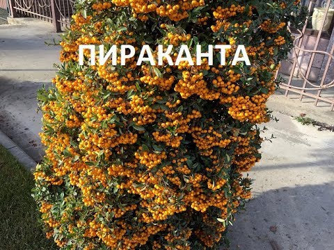 فيديو: عناقيد مشرقة من Pyracantha