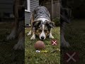 Your Dog Doesn’t See That Red Ball Like You Do