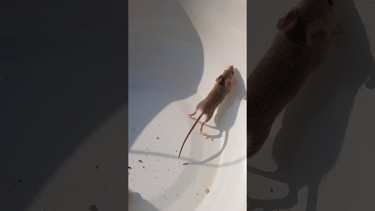 Sichqon qòlga tushdi