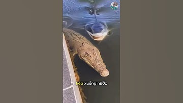 Cá Sấu Dám Chọc Cá Mập Và Cái Kết Đắng #thếgiớiđộngvật