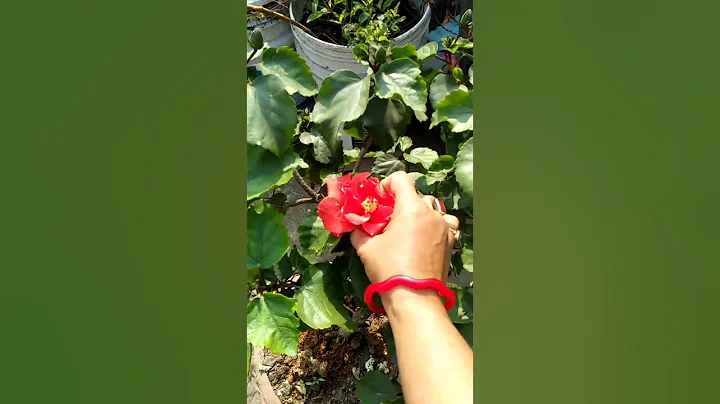 Saturday Flowers Plucking #viral #shorts @sarmispo...