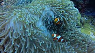 🌊 Diving Largahan, Apo Island, Philippines 🇵🇭 screenshot 5