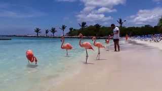 Pink flamingos At Renaissance Island, Aruba