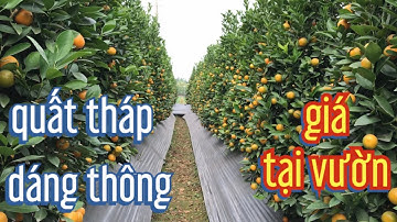 quất tháp dáng thông, quất tết 2022 , quất tết giá tại vườn lh 086 8385228