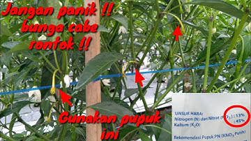 Cara Mengatasi Rontok Bunga Cabe_Menguning Bakal Buah Cabe