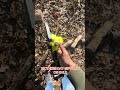 SEESE OS #trees #fyp #saw #nature #outdoors